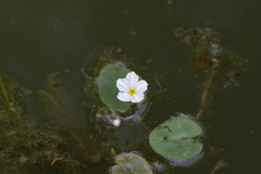 Nymphoides cristata